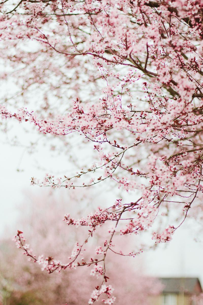 spring blossoms captured by Anastasia Marie